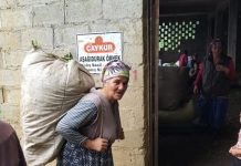 It is women who cultivate tea