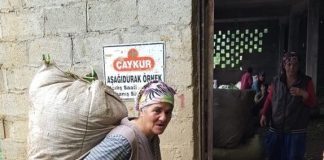 It is women who cultivate tea